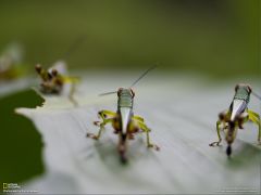 Tapeta National Geographic 440.jpg